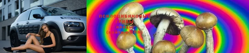 сколько стоит  Жирновск  Галлюциногенные грибы Psilocybe 